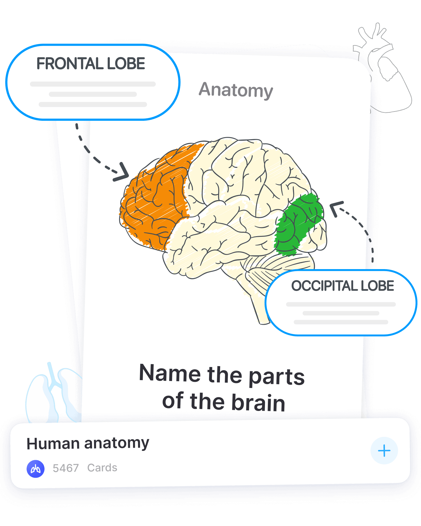 Función de Ocultación de Imágenes en Anki Pro